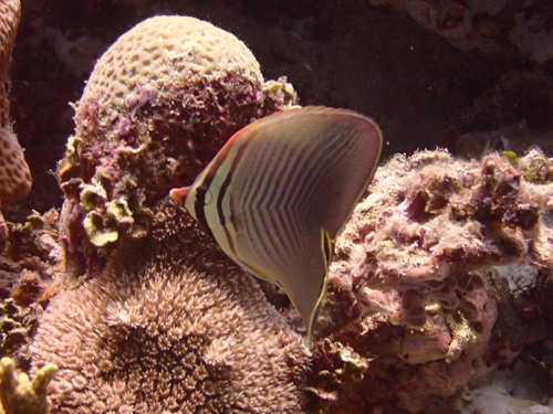 Driehoek-koraalvlinder (Chaetodon triangulum) — Chaetodontidae — 5