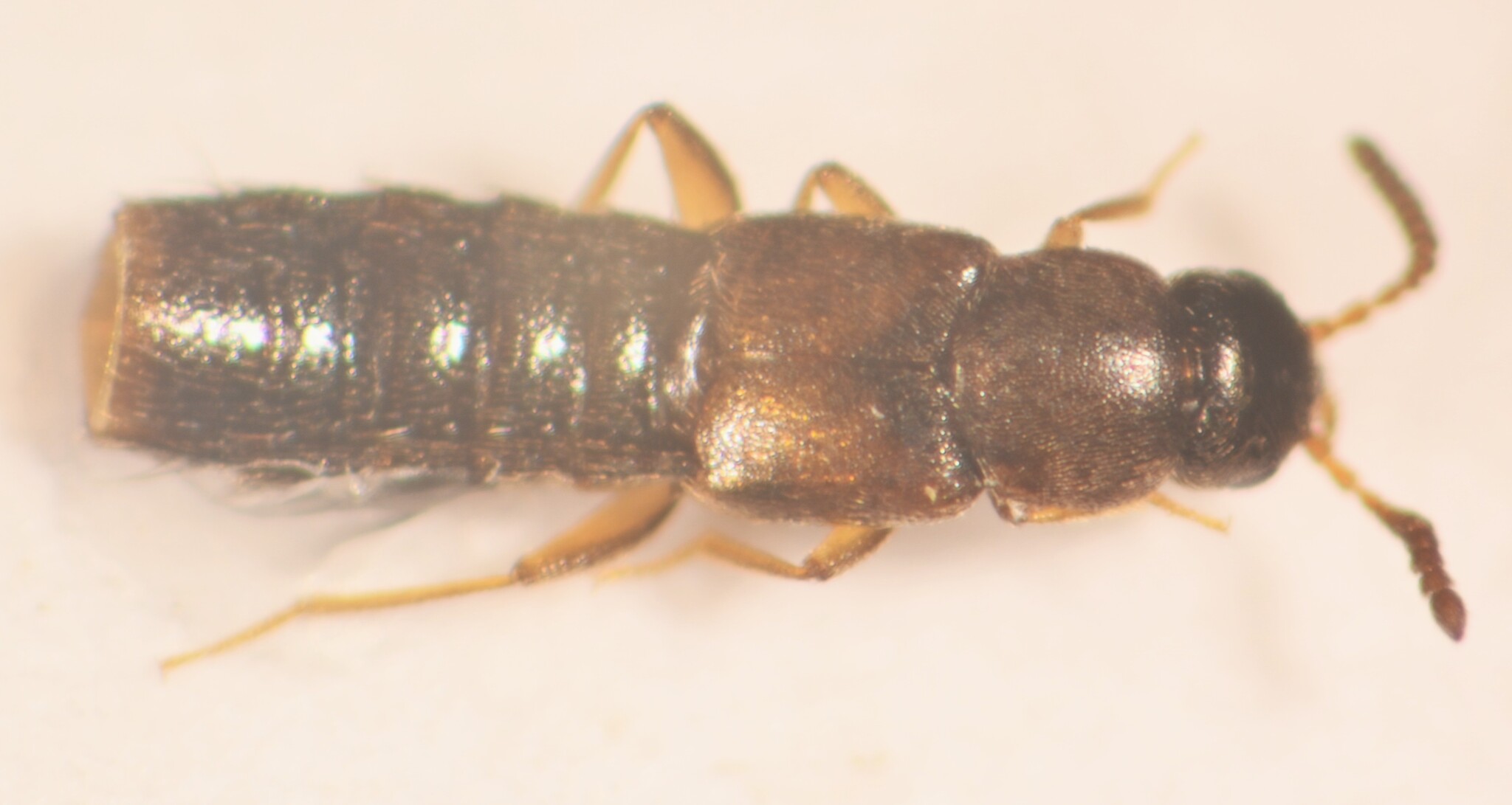 Phloeopora testacea