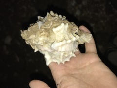 Phyllonotus erythrostomus