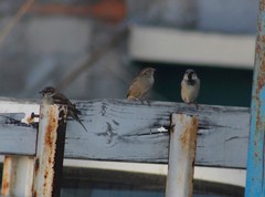 Passer domesticus