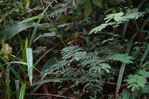 Mimosa myriadenia, 2026-04-26