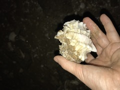 Phyllonotus erythrostomus