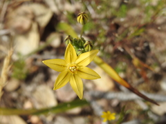 Triteleia ixioides ixioides