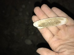 Petricolaria cognata