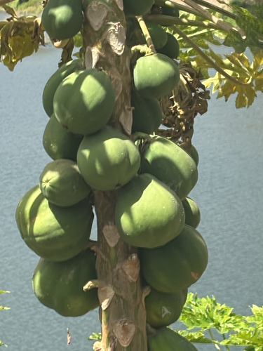 Papaya