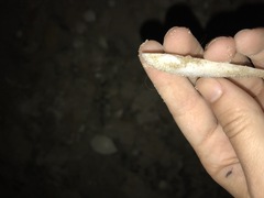 Petricolaria cognata