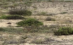 Lepus californicus bennettii