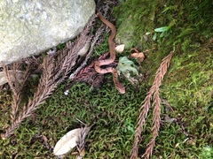 Elaphe quadrivirgata