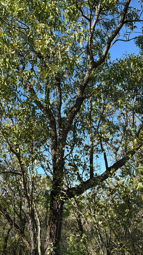 Willow beechwood