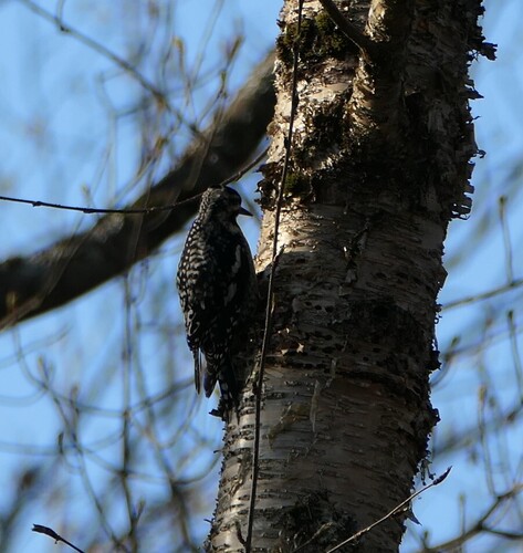 Yellow-bellied Sapsucker