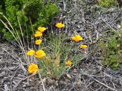Eschscholzia californica californica