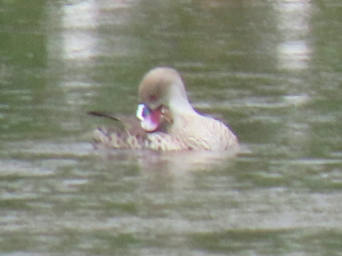 iNaturalist: (c) Gigi Laidler, some rights reserved (CC BY-NC), uploaded by Gigi Laidler iNaturalist image