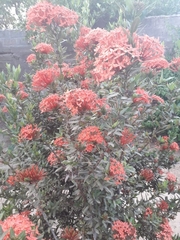 Ixora coccinea