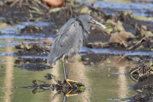 iNaturalist image