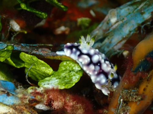 Goniobranchus geometricus