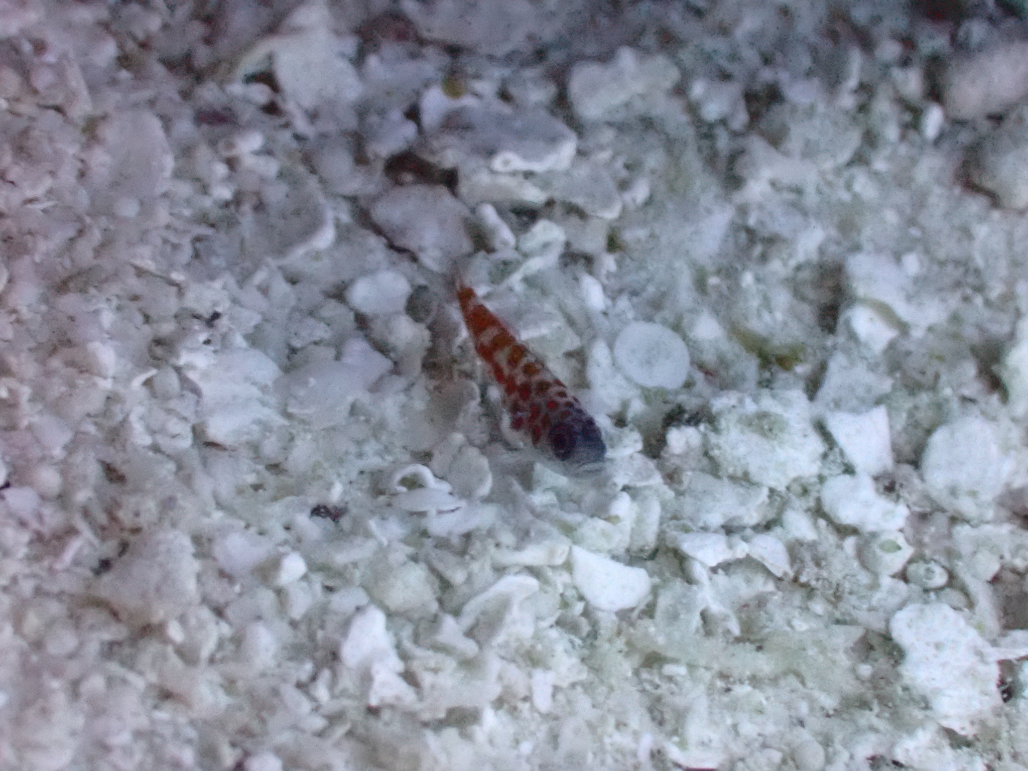 Naude's Dwarfgoby photo 8