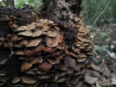 Fungi