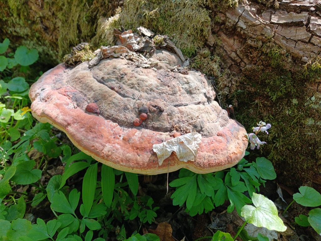 Fomitopsis pinicola · May 2026 · photo: © mykhas (iNaturalist, cc0)