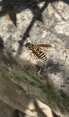 Polistes dominula