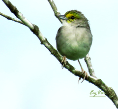 Ammodramus aurifrons