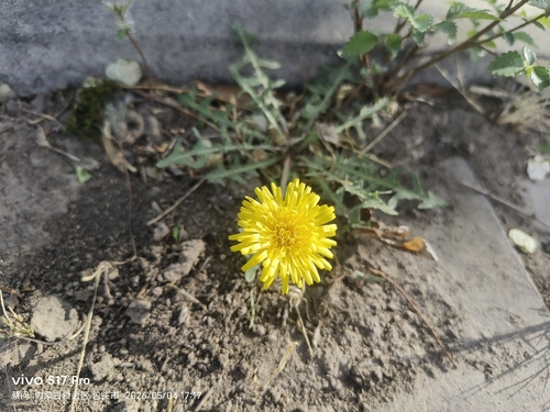 Mongolian Dandelion