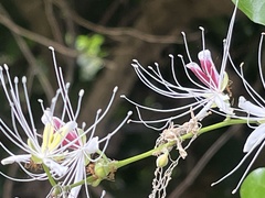 Capparis micracantha, photograph (c) 謝麗霦, some rights reserved (CC BY)