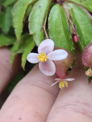 Begonia foliosa, photograph 5