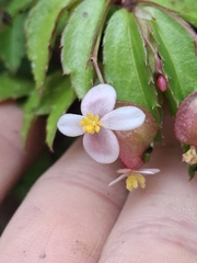 Begonia foliosa, photograph (c) Daniel Mesa, some rights reserved (CC BY)