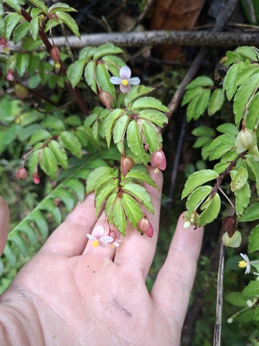 Begonia foliosa, photograph 6