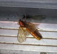 Labidus