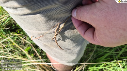 Dallis grass