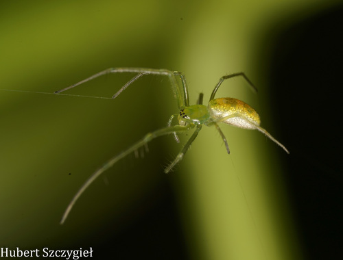 Tetragnatha observed 2026-04-05