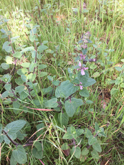 Stachys rigida