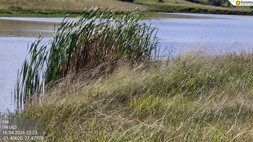 Cape Bulrush