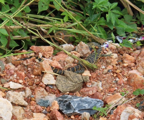 Nile Monitor