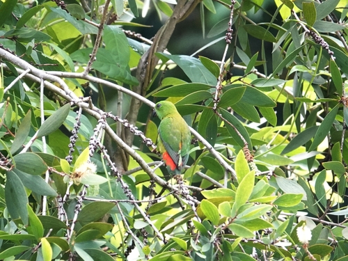 Blue-crowned Hanging Parrot (Loriculus galgulus), photo 4