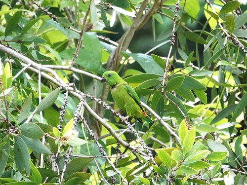 Blue-crowned Hanging Parrot (Loriculus galgulus), photo 5