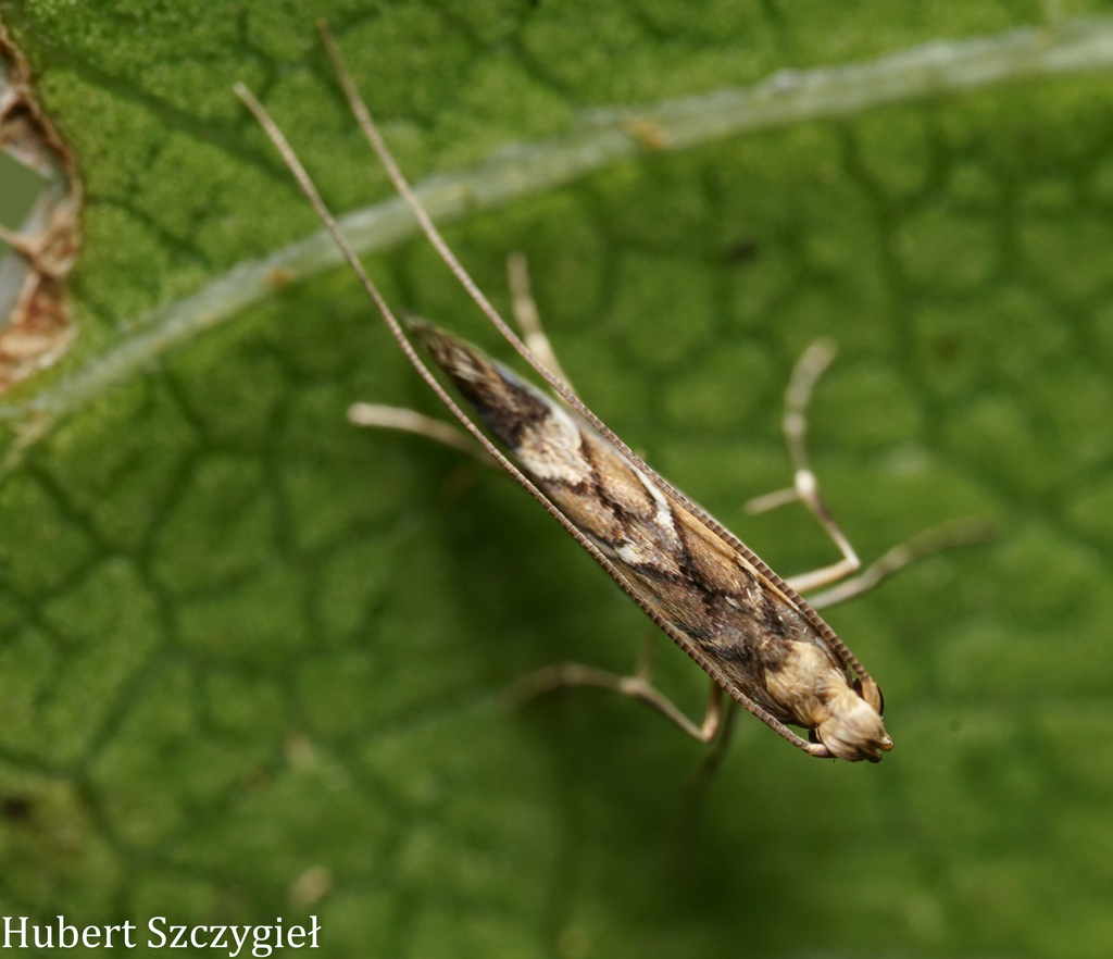 hibiscus leafminer