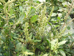 Rumex dentatus