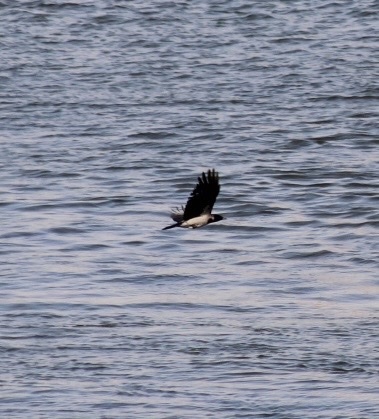 Hooded Crow