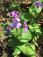 Orychophragmus violaceus