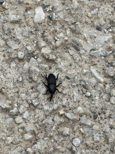 Sisal Weevil