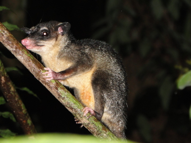 Anderson's Four-Eyed Opossum