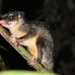 Anderson's Four-eyed Opossum - Photo (c) rocio_vargas, some rights reserved (CC BY-NC), uploaded by rocio_vargas