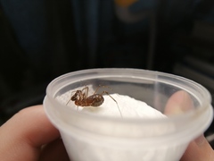 Neoepedanus