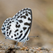 Continental Common Pierrot - Photo (c) Nitin Ravikanthachari, some rights reserved (CC BY-NC), uploaded by Nitin Ravikanthachari