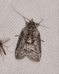 Nycteola polycyma