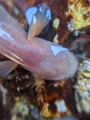 Typhlogobius californiensis