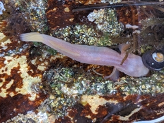 Typhlogobius californiensis