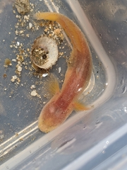 Typhlogobius californiensis